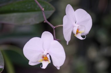 Orkide iki çiçek