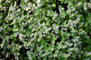 Bush arka planda kalıyor.