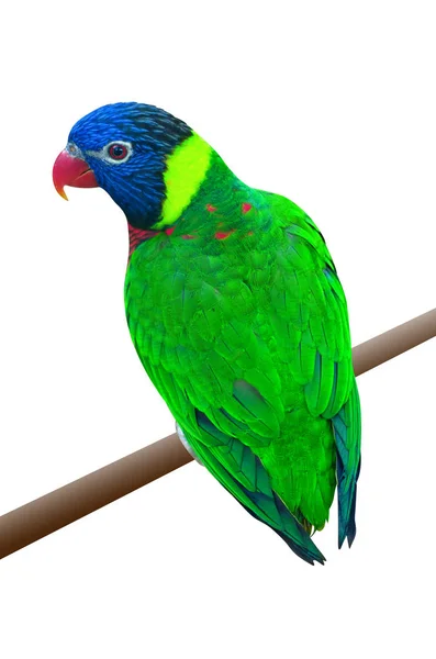 Un pappagallo verde su un ramo — Foto Stock