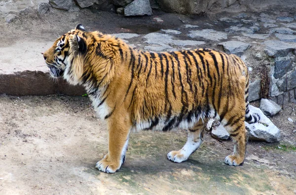 Tiger in the enclosure zoo