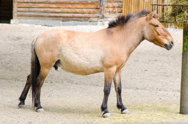 Das Pferd aus der Przewalski-Voliere — Stockfoto