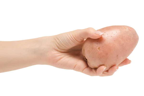 Картофель в женской руке — стоковое фото