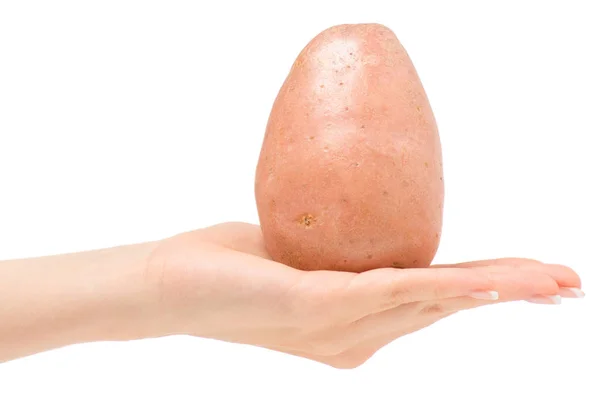 Potato in female hand — Stock Photo, Image