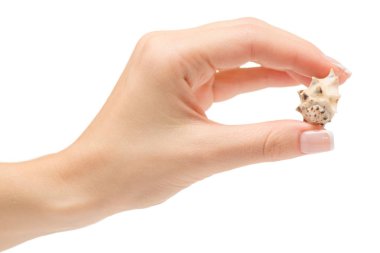 El içinde deniz hayvanı kabuğu