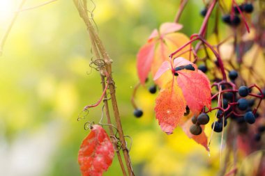 Bulanık bir doğa kırmızı yapraklar