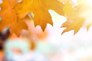 Turuncu bir bulanık doğa üzerinde bırakır