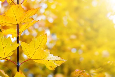 Turuncu bir bulanık doğa üzerinde bırakır