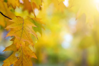 Turuncu bir bulanık doğa üzerinde bırakır