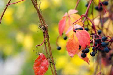 Bulanık bir doğa kırmızı yapraklar