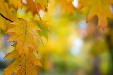 Turuncu bir bulanık doğa üzerinde bırakır