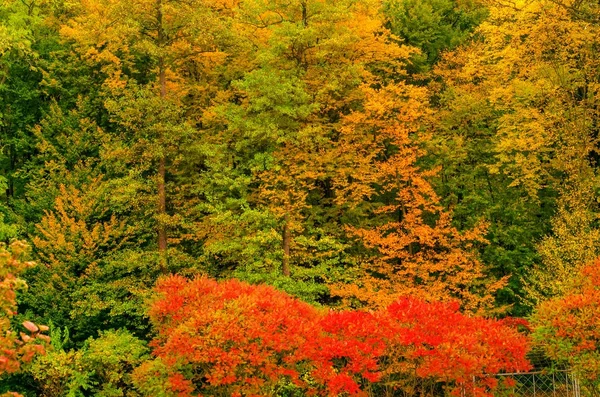 Autumn drzewa krajobraz widok — Zdjęcie stockowe