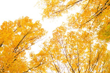 Sonbahar ağaç görünümü manzara