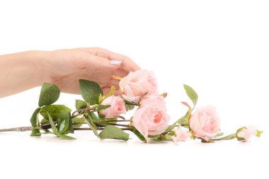 Pembe gül dalı tutan el