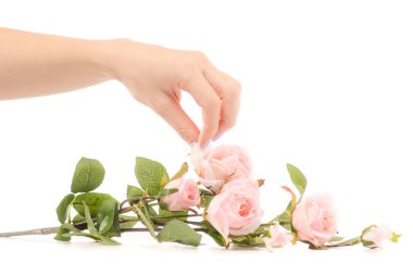 Pembe gül dalı tutan el