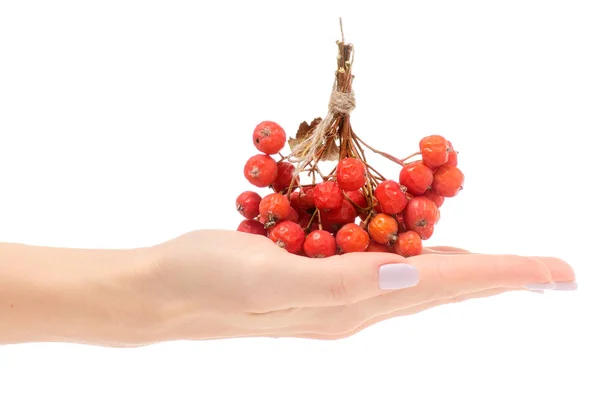 Perempuan tangan sekelompok buah beri merah dari viburnum abu gunung — Stok Foto