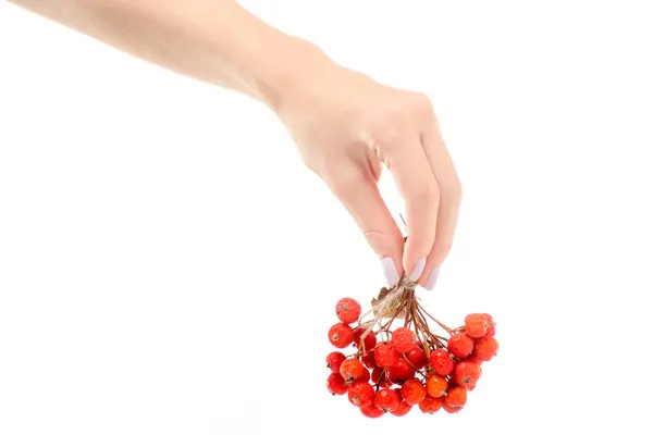 Perempuan tangan sekelompok buah beri merah dari viburnum abu gunung — Stok Foto