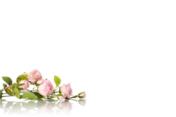 Rígido de pequenas rosas rosa isoladas — Fotografia de Stock