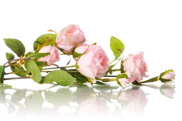 Rígido de pequenas rosas rosa isoladas — Fotografia de Stock