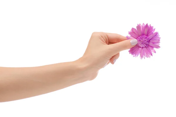 Hembra flor seca a mano decorativo —  Fotos de Stock
