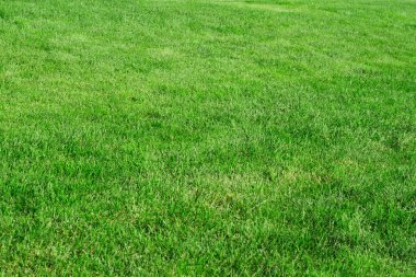 Yeşil çim çim doğa