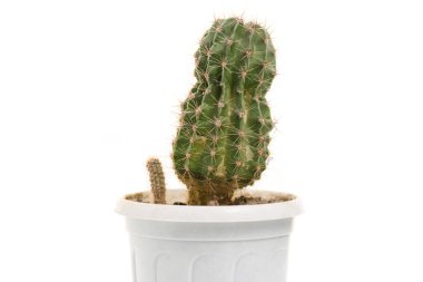 Tenceredeki kaktüs izole edilmiş.