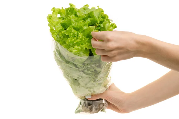 Female hands with lettuce leaves — Stock Photo, Image