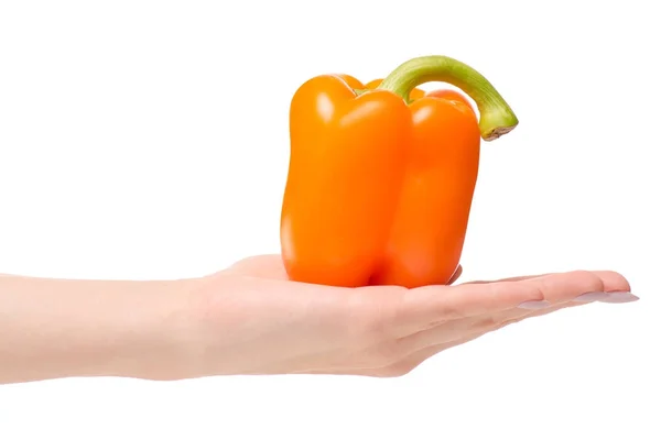 Orange pepř v ruce — Stock fotografie