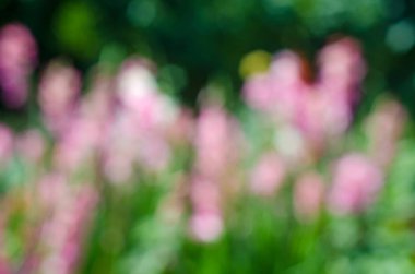 bulanık çiçek arka plan