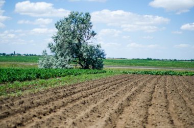 Ekim için satırları