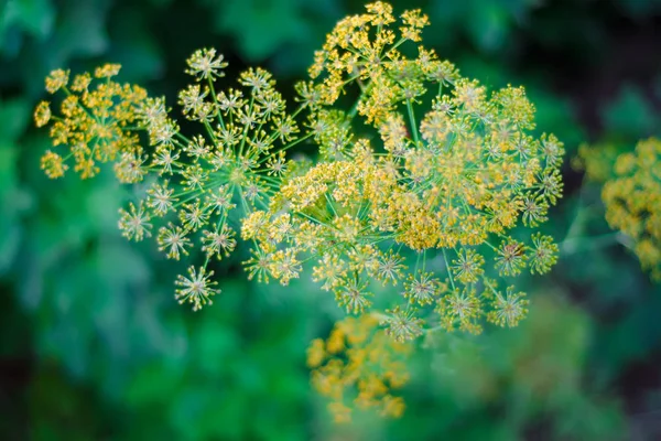 Dill blooms in yellow — Stock Photo, Image