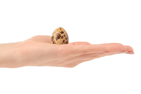 Huevo de codorniz aislado en mano — Foto de Stock