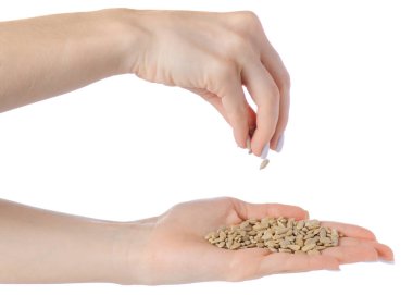 Bir elinde ayçiçeği tohumu