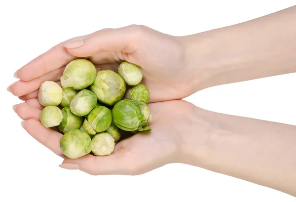 Cavoletti di Bruxelles in mani isolate — Foto Stock