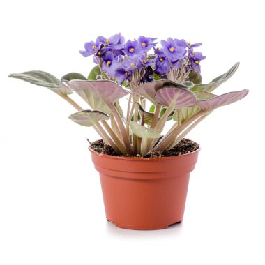 Menekşe izole bir tencerede