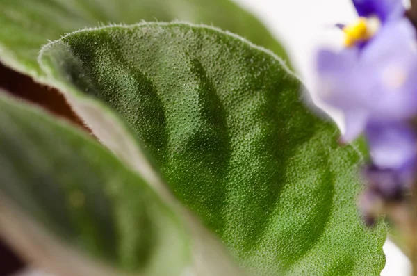 Daun dari makro ungu tanaman — Stok Foto