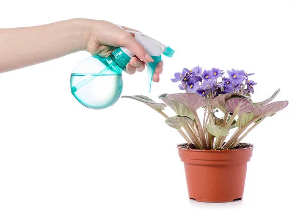 Rocíe con agua para flores violeta en la mano — Foto de Stock