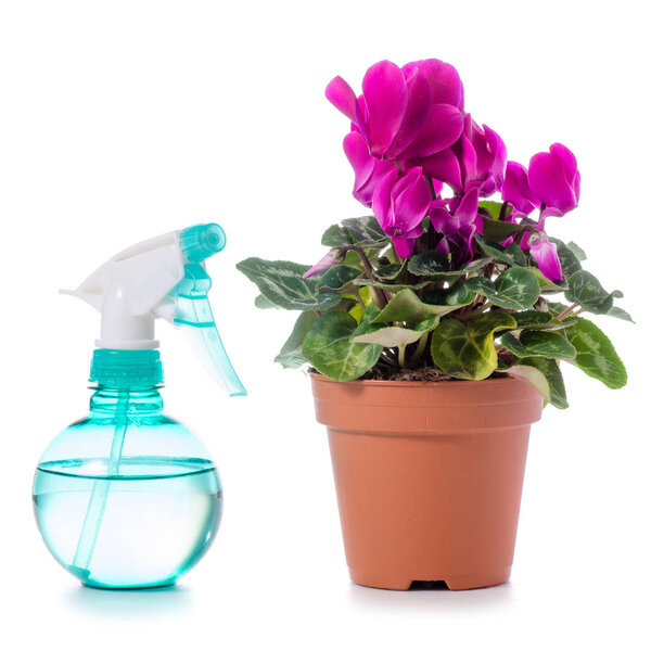 Спрей с водой для цветов цикламен изолированы
