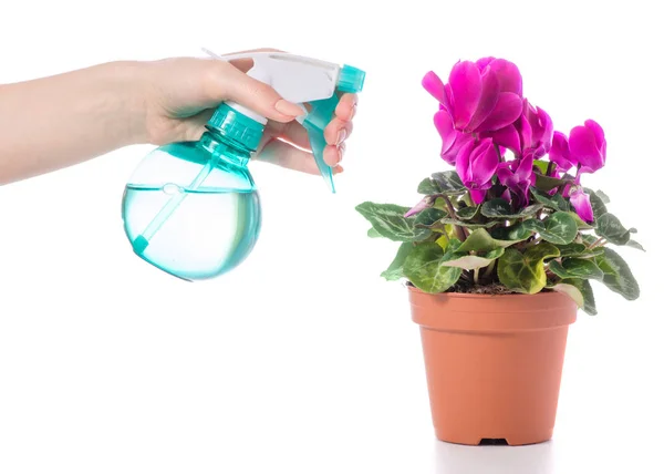 Rocíe con agua para flores ciclamen en la mano — Foto de Stock