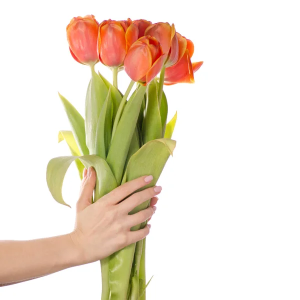 Strauß roter Tulpe in den Händen — Stockfoto