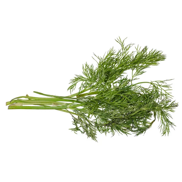 Dill grön kryddningen — Stockfoto