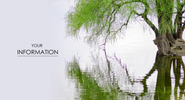 Göl su bükülmüş dalları üzerinde willow