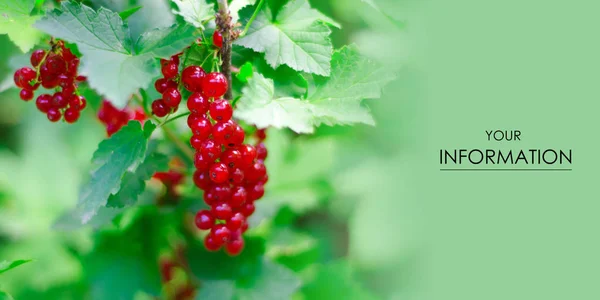 Red currant on a branch in green leaves — Stok Foto