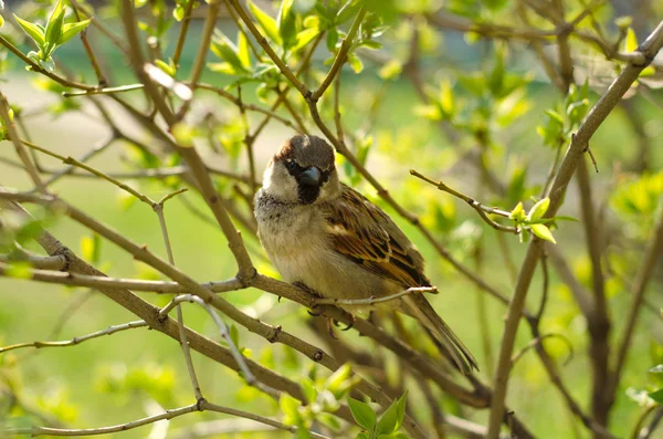 分岐ツリー自然春夏の雀 — ストック写真