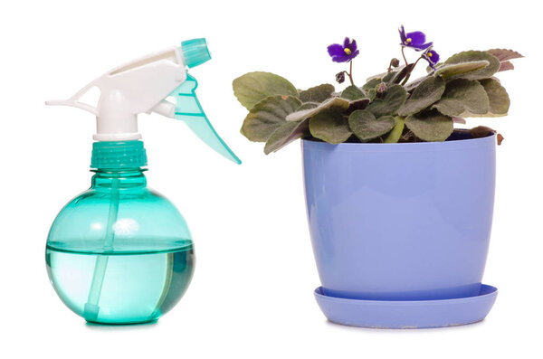 Распылитель воды для растений фиолетового цвета
