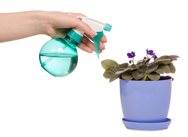Spray con pulverizador de agua en la mano flores plantas violeta — Foto de Stock