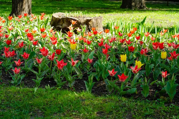Rote und gelbe Tulpen grünes Gras — Stockfoto