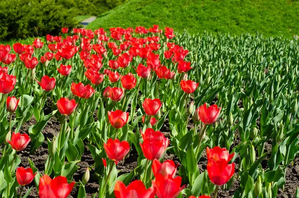 Red tulips green grass — Stock Photo, Image