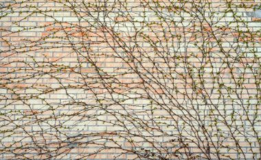 Bir tuğla duvar ev üzerinde büyüyen bitki