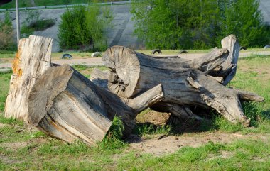 Kenevir büyük ağaç parçaları