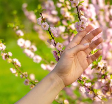 Çalılar ağaç dalı el çiçekli pembe